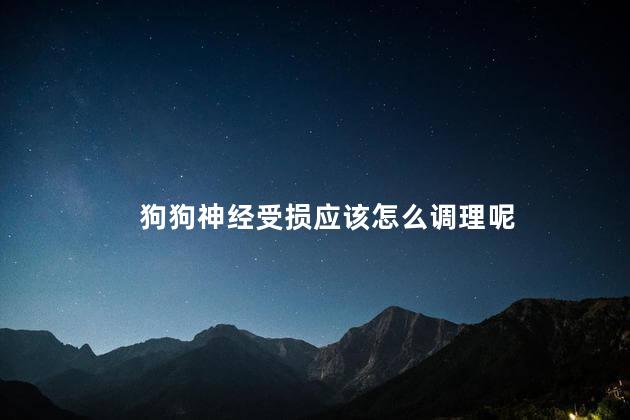 狗狗神经受损应该怎么调理呢