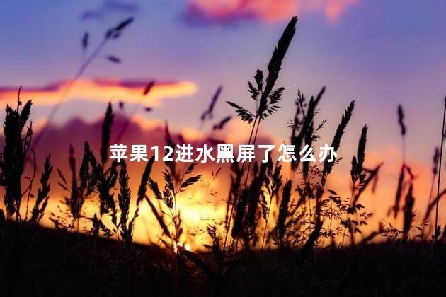 苹果12进水黑屏了怎么办