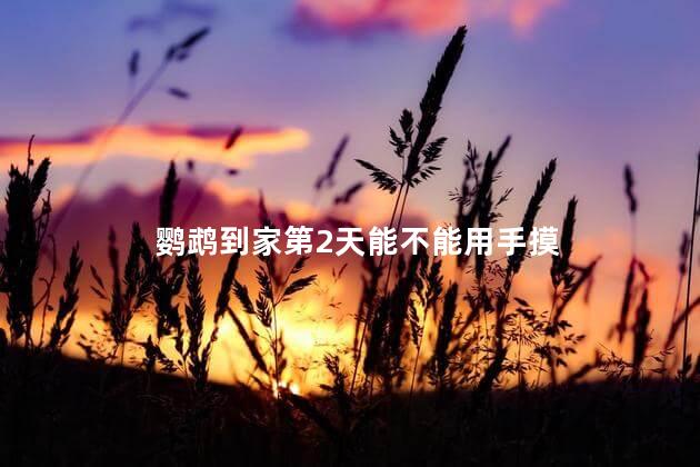 鹦鹉到家第2天能不能用手摸